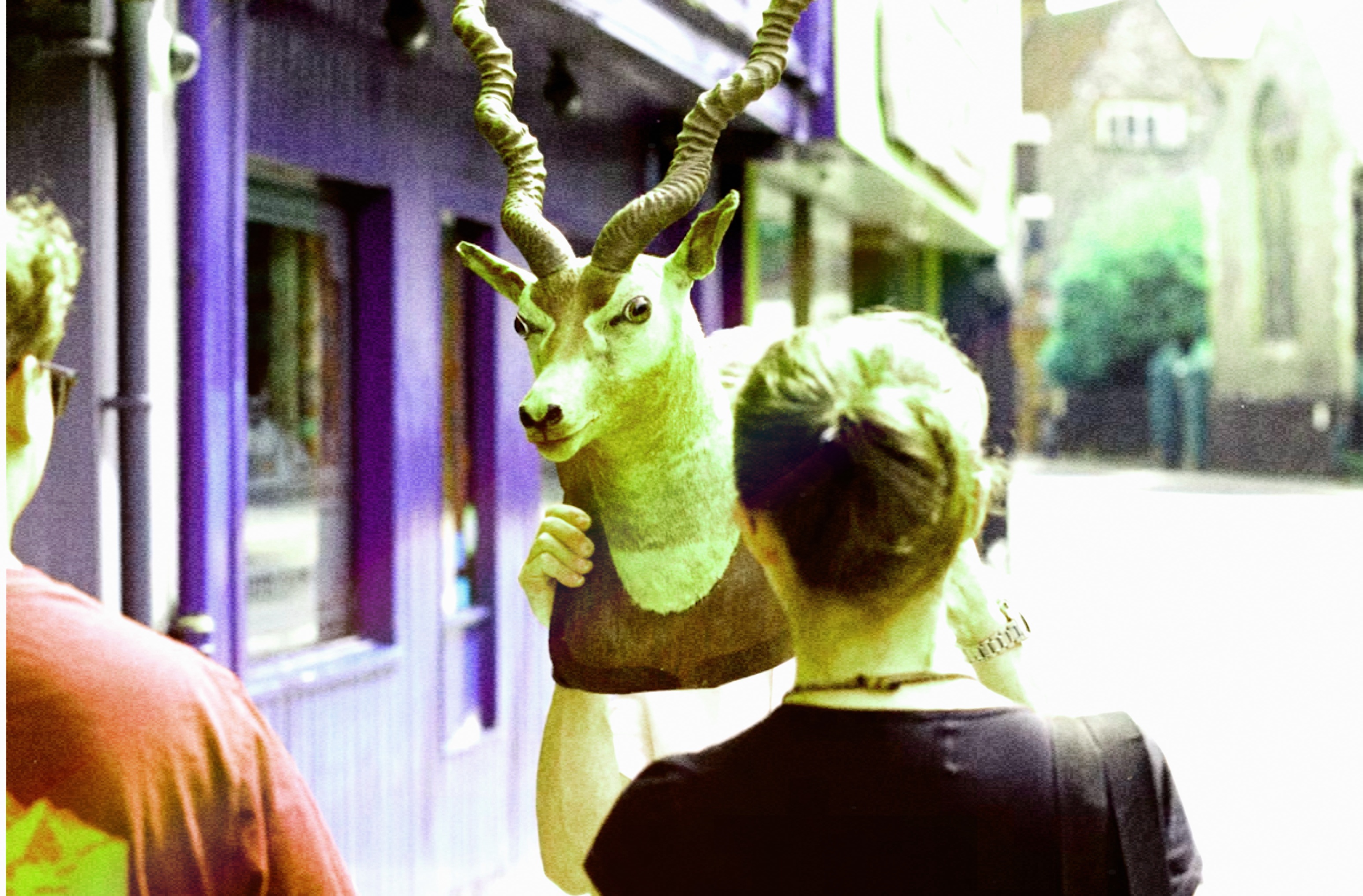 Mounted antelope